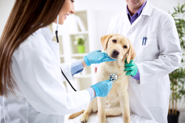 Cardiologia veterinaria Cisano Bergamasco