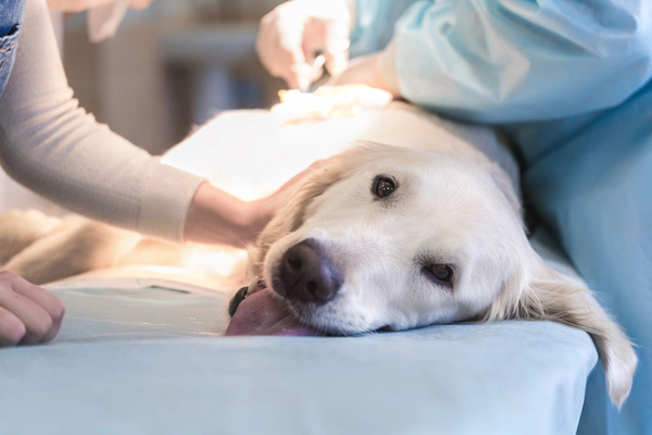 Chirurgia veterinaria di base Brivio