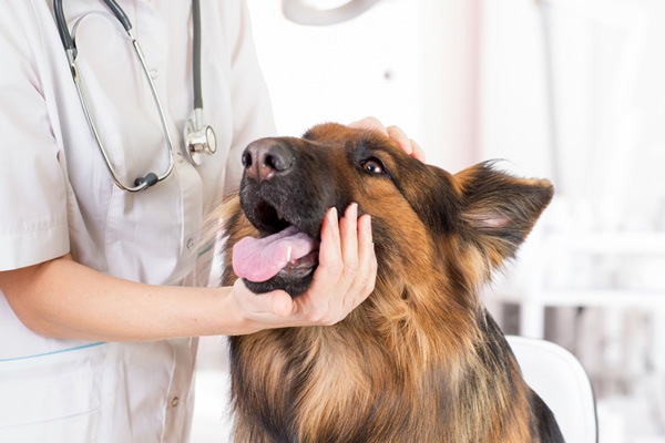 Endoscopia veterinaria Cisano Bergamasco