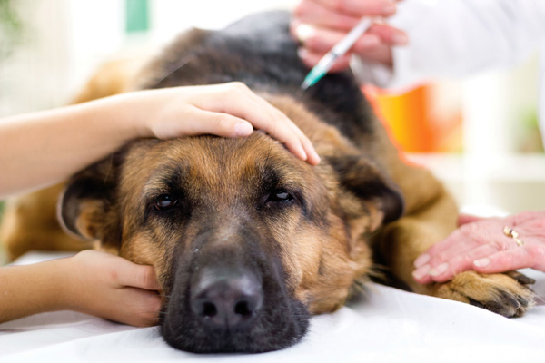 Esami di laboratorio veterinari Cisano Bergamasco