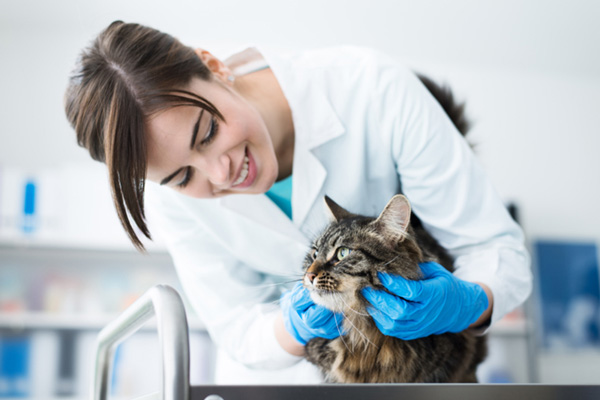 Veterinario con reperibilità provincia di Lecco