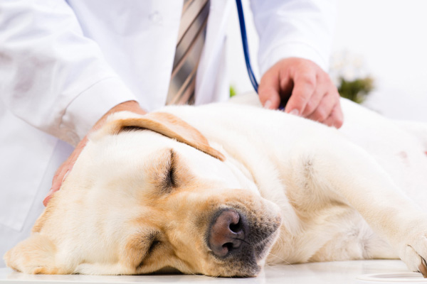 Veterinario per cani Pontida