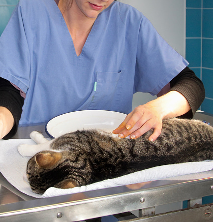 Tecnico veterinario in camice azzurro mentre controlla un gatto sdraiato su tavolo da visita, dopo averlo anestetizzato in preparazione ad un intervento chirurgico.