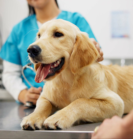 Cane Golden Retriever felice su un tavolo veterinario, con lingua fuori e persona in camice azzurro sullo sfondo.