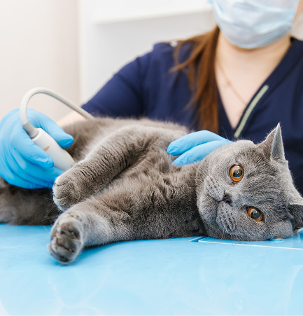 Gatto grigio sdraiato su lettino veterinario durante ecografia, con mani guantate blu che lo esaminano delicatamente durante un intervento di chirurgia veterinaria di base.