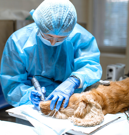 Intervento di chirurgia veterinaria in corso: veterinario in camice blu, guanti e mascherina esegue cure su un animale domestico su un tavolo.