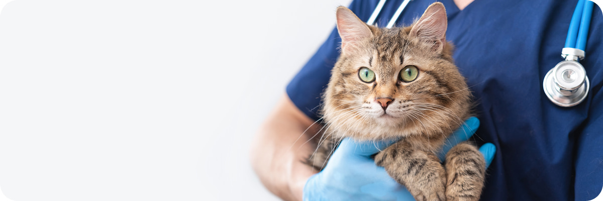 Gatto domestico a pelo lungo con occhi verdi, tenuto in braccio da una persona in guanti blu, sfondo bianco.