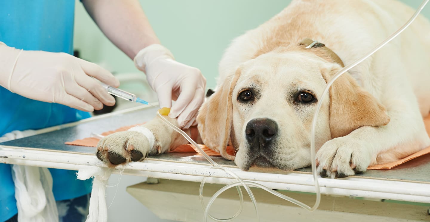 Cane a dieta veterinaria durante un intervento; veterinario somministra analgesico mentre il cane è tranquillo su tavolo operazione.