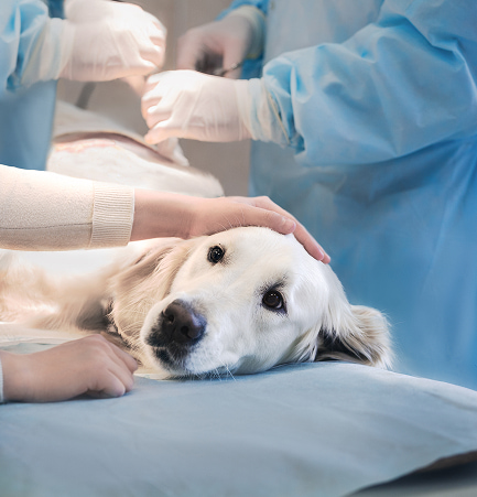 Cagnolino bianco sdraiato su una lettiga, carezzevolmente accarezzato da una persona, in ambiente clinico veterinario dopo un intervento di chirurgia veterinaria.