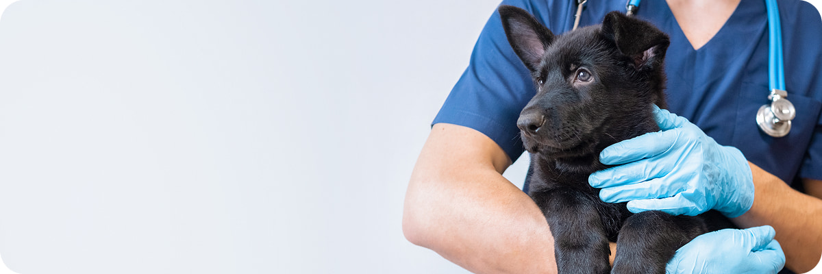Cane nero tenuto in braccio da persona con camice blu e guanti, rittrato da lato in primo piano.