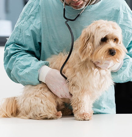 Veterinario effettua una visita cardiologica su un cane domestico dal pelo lungo durante un controllo clinico, utilizzando uno stetoscopio ed indossando dei guanti in lattice.