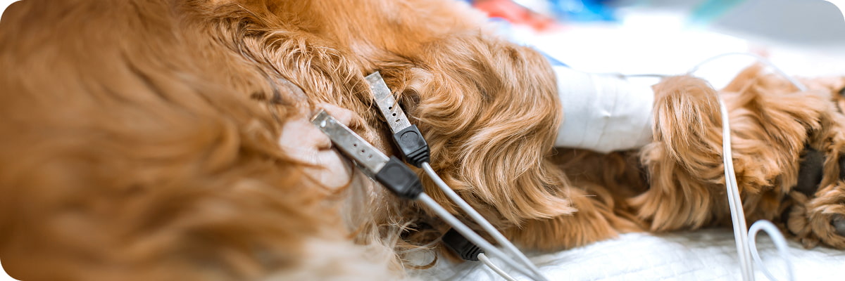 Pelo denso di un animale steso con elettrodi collegati alla pelle per monitoraggio un esame cardiologico.