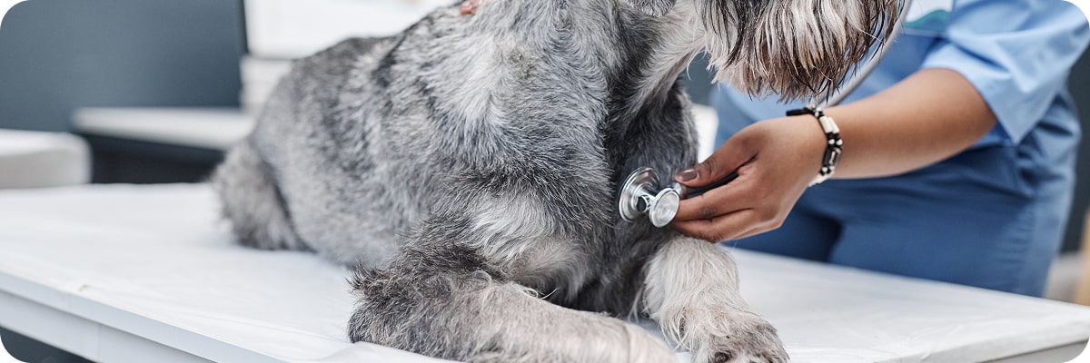 Cane anziano sottoposto a visita veterinaria: stetoscopio sul petto, primo piano su pelo grigio e mani dell'operatore.