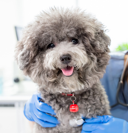 Cagnolino pelo riccio e soffice, con lingua fuori, collare rosso, sfondo sfumato e taglio morbido.