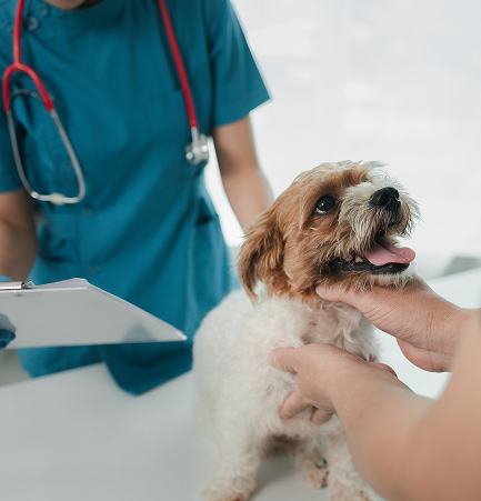 Cane di piccola taglia in visita veterinaria, medico con stetoscopio e paletta, persona accarezza il cane sorridente.