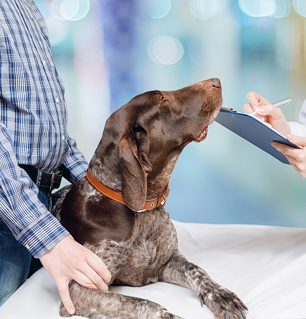 Cane marrone con collare arancio che ascolta attento una visita veterinaria, con personal trainer o medico che registra osservazioni.