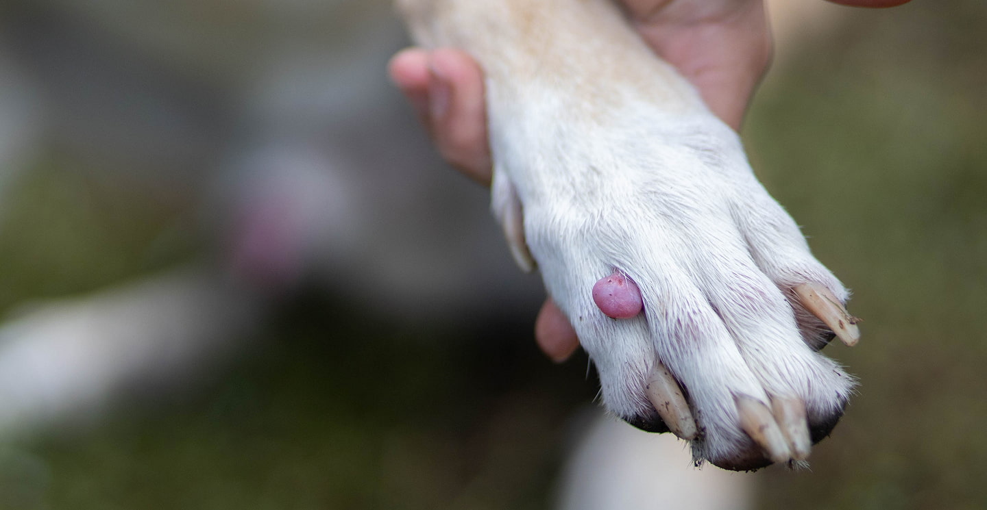 Zampa di cane con una piccola protuberanza rossa sulla pelle, tenuta delicatamente da una mano.