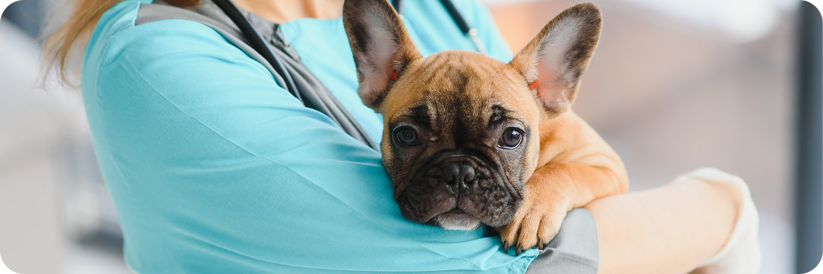 Cucciolo di cane bulldog francese abbracciato a una persona in camicia azzurra, primo piano tenero e viso dolce.