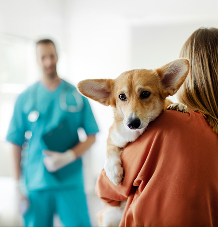 Cane coccolato da una persona, in primo piano, con veterinario sullo sfondo in clinica.