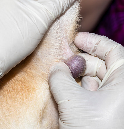 Stento di una mano con guanti estrae una massa nodulare viola dalla pelle di un animale, possibile lesione cutanea.